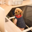 함께하는동물병원 이미지