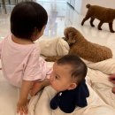 토리두두 이미지