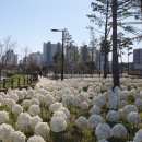 배꽃근린공원 이미지