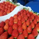 신호농장 | 🍓 GPT에 딸기농장 물어보니 추천받아 방문한 곳, 봄엔딸기농장