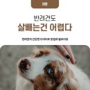 반려견도 다이어트가 필요해요🐕🦮🐕‍🦺 이미지