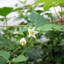 대강농장 이미지