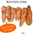 노지감귤.타이벡귤.황금향.구좌당근.레드키위.콜라비.비트.적채.브로콜리 이미지