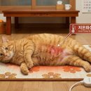 냥집사전기