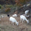 산양분양하는곳 유산양분양＜자넨종＞산양새끼 암 수 어미 산양분양합니다.＜충남 연산＞ 이미지