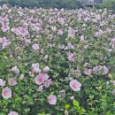 부지런히 발품을 팔아야 많이 볼 수 있다! - 울산시 남구 동굴피아 관람, 은왕봉(119.8) 넘고 십리대숲길 무궁화 동산으로~ 이미지