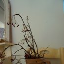 어먼스 플라워(a.month.flower)