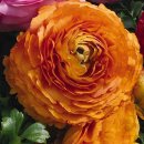 라넌귤러스 매직 혼합(Mixture)(Ranunculus) 이미지