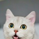 24시큰사랑동물병원 이미지