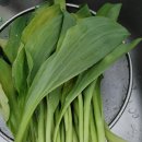 기명농장 | 농라 줄기명이 구매후기[미쁨 농장]