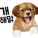 닥터호오동물병원