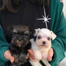 꽃강아지 이미지