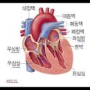 심방조동 심방세동 차이점 원인 증상 치료방법 심장 구조 이미지