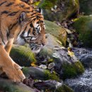 호랑이네 이미지