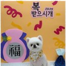 편안한댕 이미지