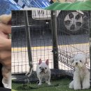 대한구조단 | 동대문 강아지보호소 크림토이푸들 걱정없이 맞이할 수 있는곳