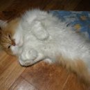 생활영어 기초회화 이미지