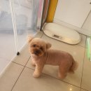 애견미용샵 조이 이미지