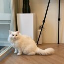 너와나,묘연 이미지