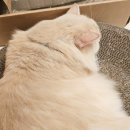 집사의 하루 건대점 이미지