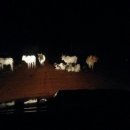 소들의 천국 이미지