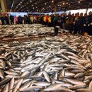 부산공동어시장 이미지