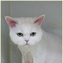 꼬리치랑개 이미지