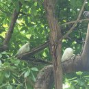 호프나라 이미지