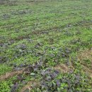 옥터농장 이미지