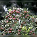 비슬산둘레길의 꽃사과와 때죽나무열매 이미지
