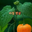 아침햇살