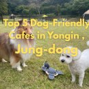 들멍놀멍 | 용인 중동 강아지와 함께 가기 좋은 애견동반 카페 TOP 5 추천