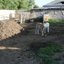 송아지민박 이미지