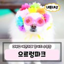 으르렁애견카페 | 안산 대부도 강아지 수영장 으르렁파크 애견카페