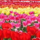 2025 섬 홍매화축제 이미지