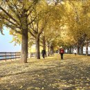 곡교천 은행나무길 이미지