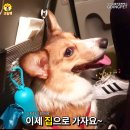 로이펫택시 이미지