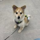 콩스몽스 이미지