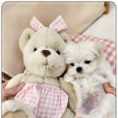 보은메디칼 이미지