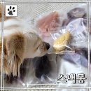 스낵몽 | 수유 반려견 천연 수제간식 스낵몽ㅣ반려견 기념일 케이크, 간식 등 내돈내산 후기