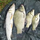 하천리-2 이미지