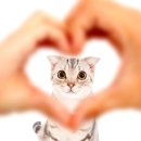 삼마네개냥이 이미지