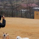 스테이다독 이미지