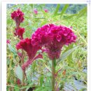 텃밭식당 이미지