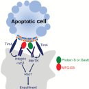 Re: 세포장례식(efferocytosis) 실패와 자가면역 질환.. 2018년 이미지