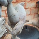 원앙농장 이미지