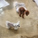 포근포근 | 신길동애견미용 포근포근🐶 스트레스 없이 편안했던 케어 후기