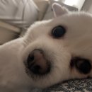 폴앤도기 이미지