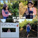 귤사랑천리향감귤농원 | 11월 제주도 동쪽 감귤체험 제주 귤따기 체험 서귀포 귤체험 제주농원901