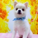 퍼피 투게더 이미지